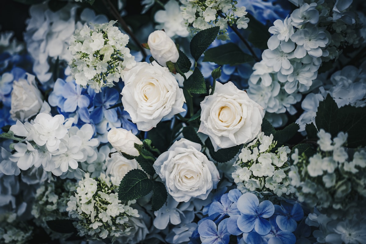 A close-up of white roses and blue hydrangeas. related to Elegance in White: The Beauty of White Linen Valances