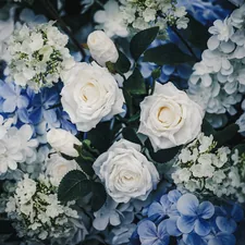 A close-up of white roses and blue hydrangeas. related to Elegance in White: The Beauty of White Linen Valances