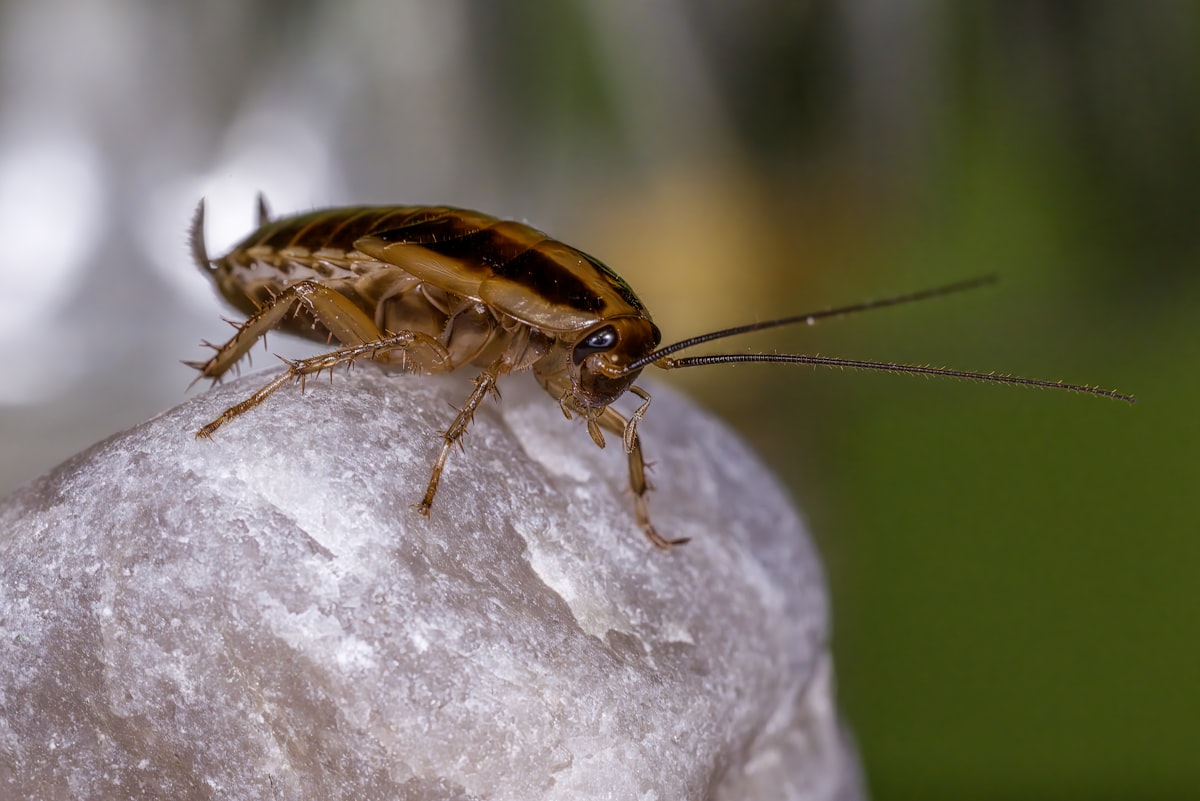 A cockroach is perched on a textured surface related to Do Roaches Consume Bed Bugs?