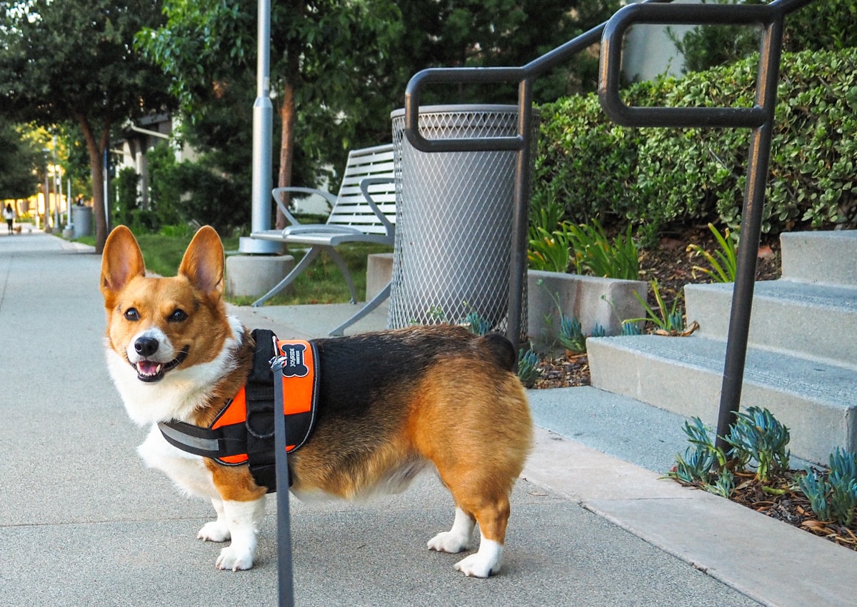 a corgi is standing on a leash on a sidewalk related to Pawsitively Accessible: Dog Steps for High Beds