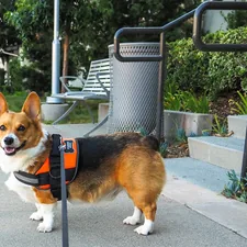 a corgi is standing on a leash on a sidewalk related to Pawsitively Accessible: Dog Steps for High Beds