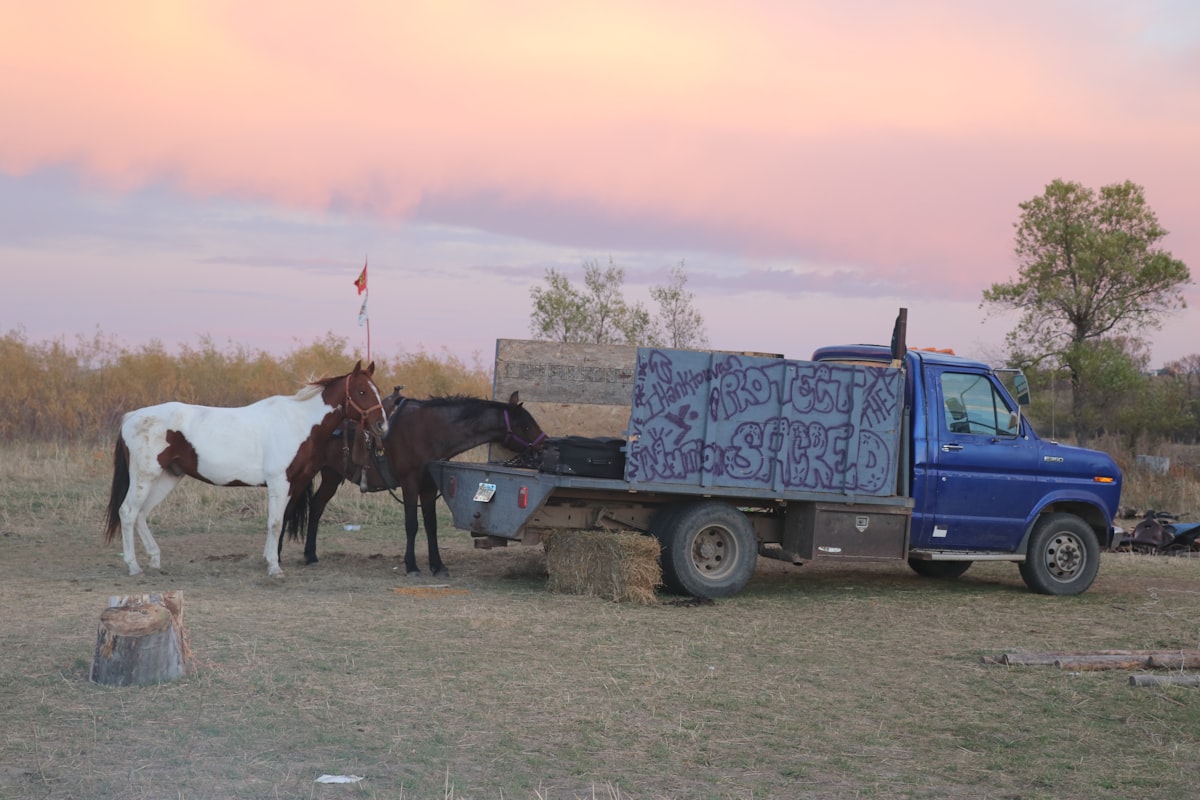a couple of horses standing next to a truck related to Exploring the Benefits of Western Hauler Beds for Heavy-Duty Trucks