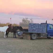 a couple of horses standing next to a truck related to Exploring the Benefits of Western Hauler Beds for Heavy-Duty Trucks