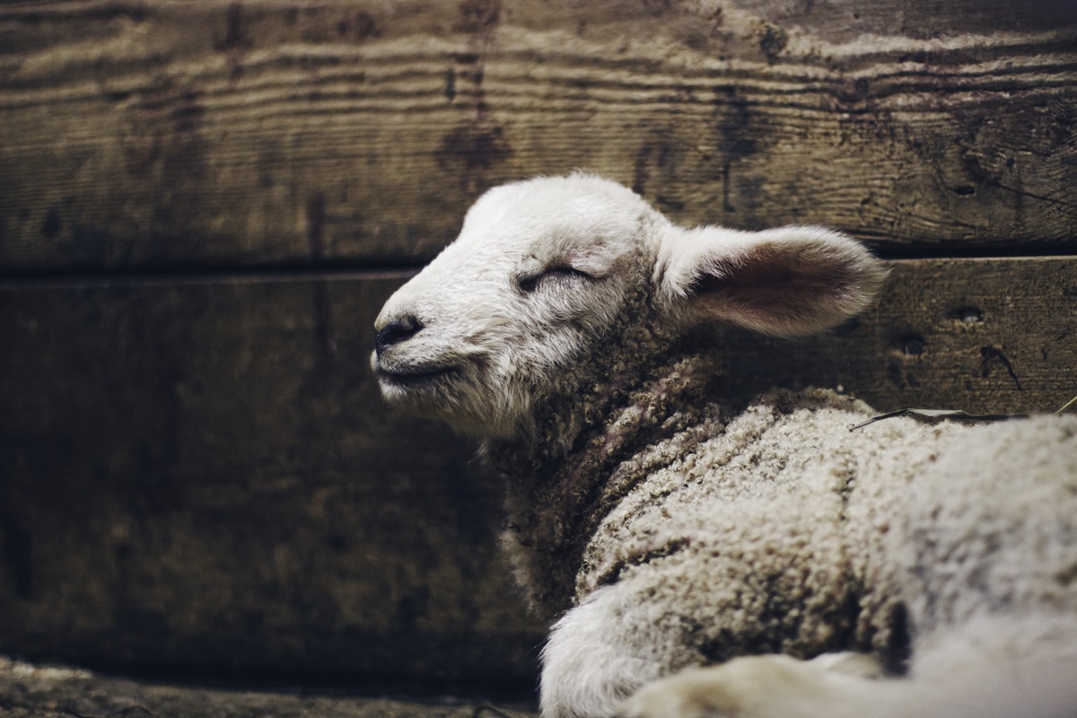 A cute newly born lamb enjoying the peace and quite in her new stable. related to Cozy Comfort: Exploring Lambs and Ivy Crib Bedding Collections