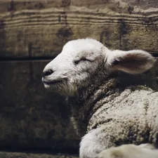 A cute newly born lamb enjoying the peace and quite in her new stable. related to Cozy Comfort: Exploring Lambs and Ivy Crib Bedding Collections