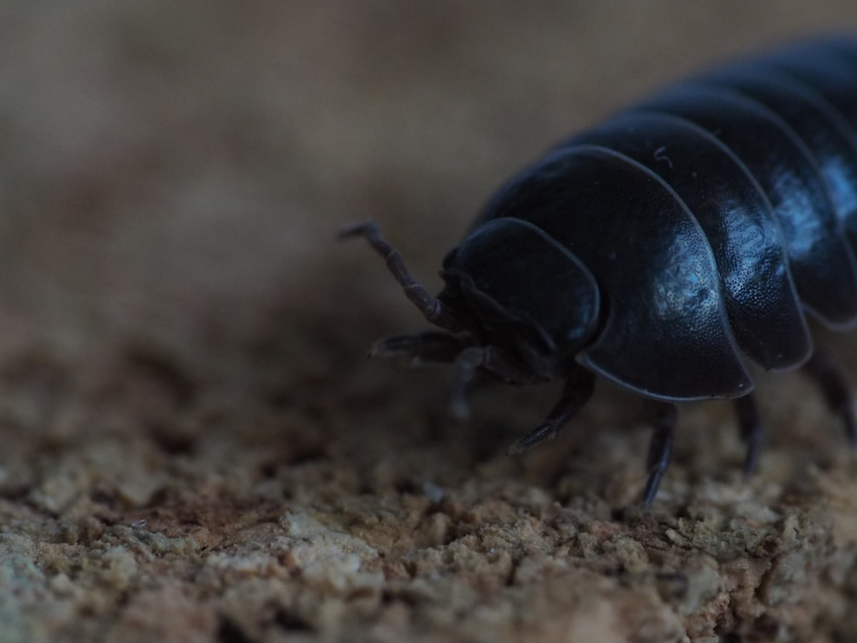 A dark pill bug crawling on textured ground. related to Can Bed Bugs Be Black?