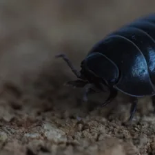 A dark pill bug crawling on textured ground. related to Can Bed Bugs Be Black?