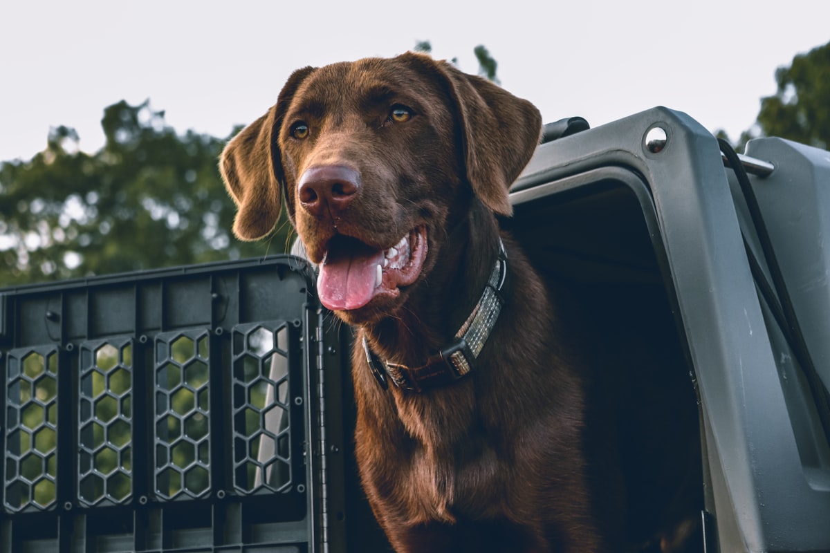 a dog in a truck related to Taming the Toolbox Chaos: Choosing the Perfect Truck Bed Tool Box