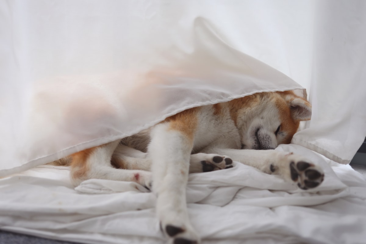 a dog is sleeping under a blanket on a bed related to Bed Bath and Beyond's Best Sheer Curtains: A Comprehensive Guide