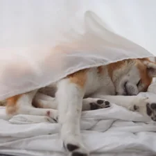 a dog is sleeping under a blanket on a bed related to Bed Bath and Beyond's Best Sheer Curtains: A Comprehensive Guide