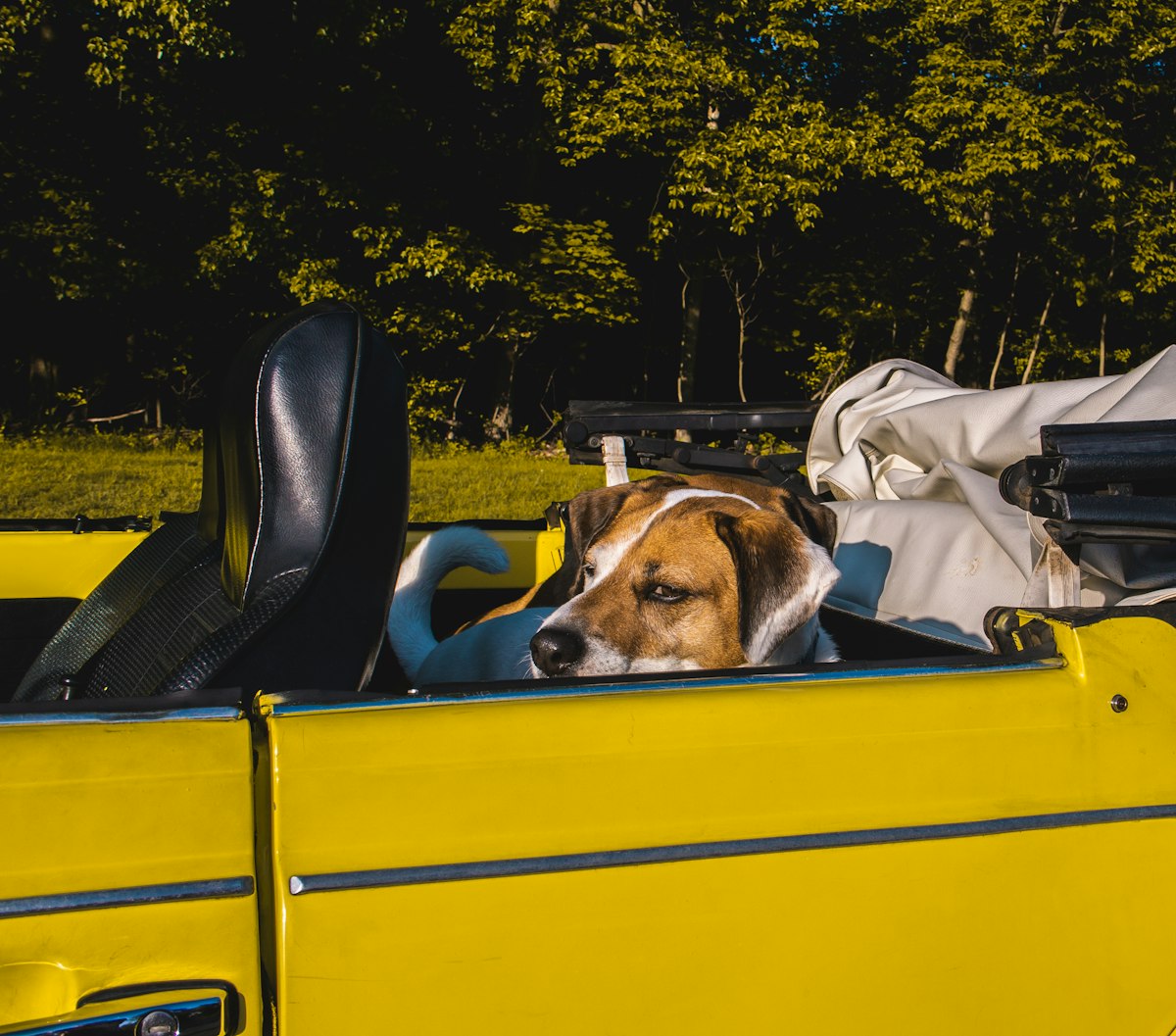 a dog laying in the back of a pick up truck related to The Ultimate Guide to Choosing the Best Dog Bed for Your Car