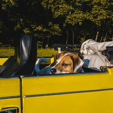a dog laying in the back of a pick up truck related to The Ultimate Guide to Choosing the Best Dog Bed for Your Car