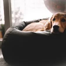 a dog lying on a chair related to Snuggle in Style: Ultimate Waterproof Dog Beds for Every Adventure