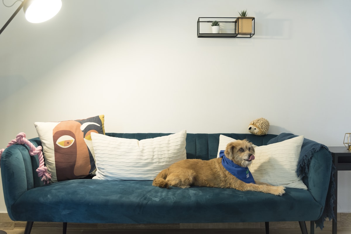 a dog lying on a couch related to Exploring the Best Sofa Covers at Bed Bath & Beyond