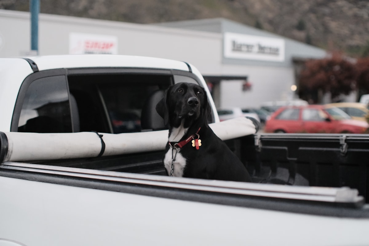 a dog sitting in the driver's seat of a car related to The Ultimate Guide to Truck Bed Rail Systems