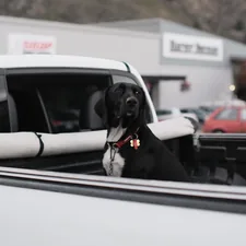 a dog sitting in the driver's seat of a car related to The Ultimate Guide to Truck Bed Rail Systems
