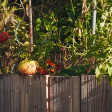 a fence that has some fruit on top of it related to Ultimate Guide to Raised Garden Bed Plans