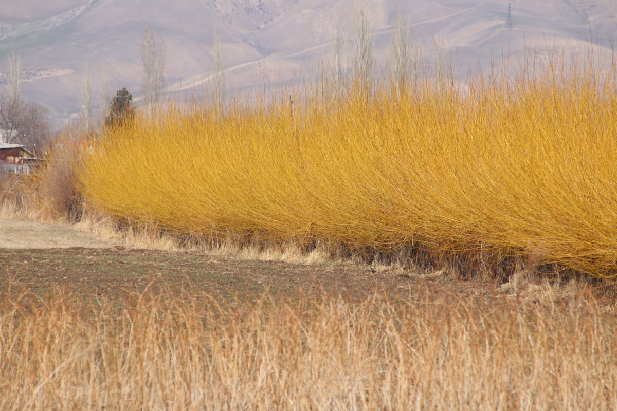 a field of tall grass with a house in the background related to Warm and Inviting: Yellow Valances for Bedroom Ideas