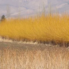 a field of tall grass with a house in the background related to Warm and Inviting: Yellow Valances for Bedroom Ideas
