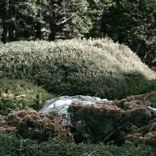 A garden full of green and brown bushes related to The Ultimate Guide to Choosing the Best Garden Bed Liner