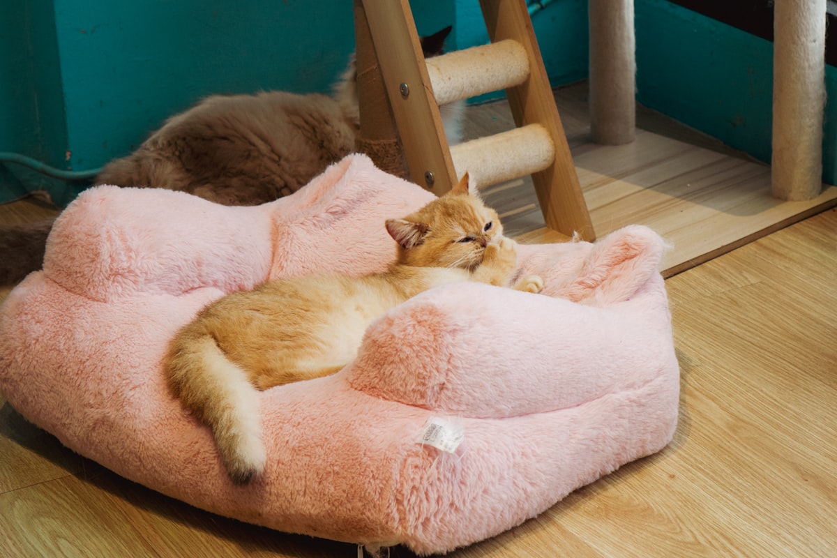 A ginger kitten, with an expression mirroring a human yawn, gently covers its mouth with a paw as it nestles deeply into a plush, pink cat bed. This close-up, taken in a vibrant Taichung cat cafe, captures a moment of pure contentment. related to Ultimate Comfort: Dr. Fosters Dog Beds for Your Furry Friend