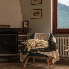 A  Golden Retriever relaxing on a chair near the fireplace. related to Warm Up Your Home with a Majestic Chiminea from Home Depot