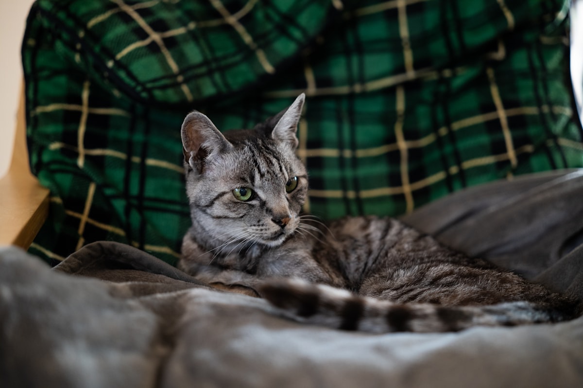 A gray cat is relaxing on a bed. related to Elevate Your Sleep Sanctuary with Grey Plaid Bedding
