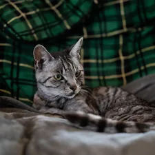 A gray cat is relaxing on a bed. related to Elevate Your Sleep Sanctuary with Grey Plaid Bedding