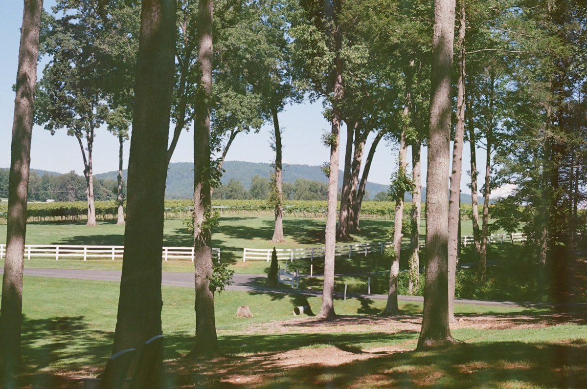 a group of animals walking through a lush green forest related to A Cozy Getaway in Charlottesville: Exploring the Charm of B&Bs in VA