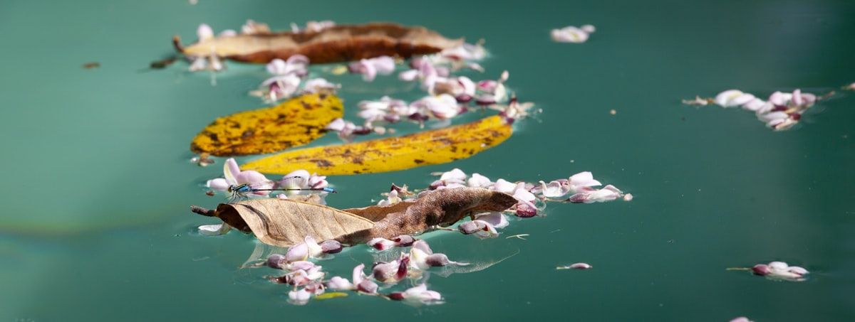 a group of leaves floating on top of a body of water related to Understanding the Bed Bug Life Cycle