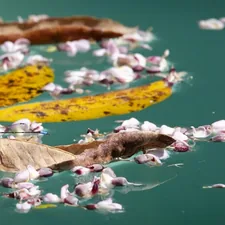 a group of leaves floating on top of a body of water related to Understanding the Bed Bug Life Cycle