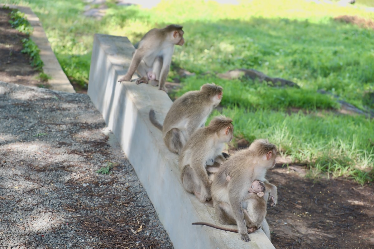 a group of monkeys sitting on top of a cement wall related to Fun and Entertaining Videos for Kids