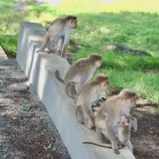 a group of monkeys sitting on top of a cement wall related to Fun and Entertaining Videos for Kids