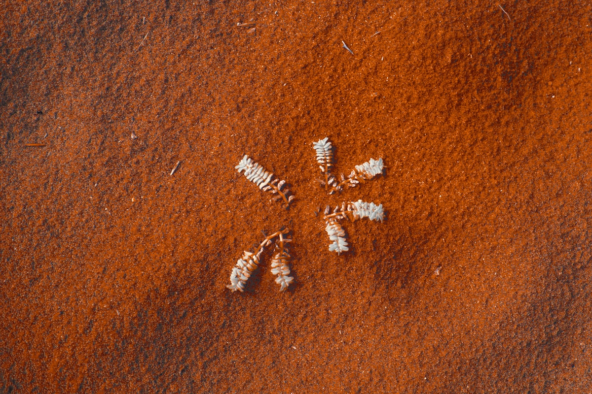 a group of small white objects in the sand related to The Unwelcome Guests: Detailed Images of Bed Bugs