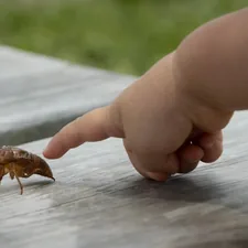 a hand holding a small turtle related to The Rise of the Bed Bug Bully: Conquering the Unwanted Invasion