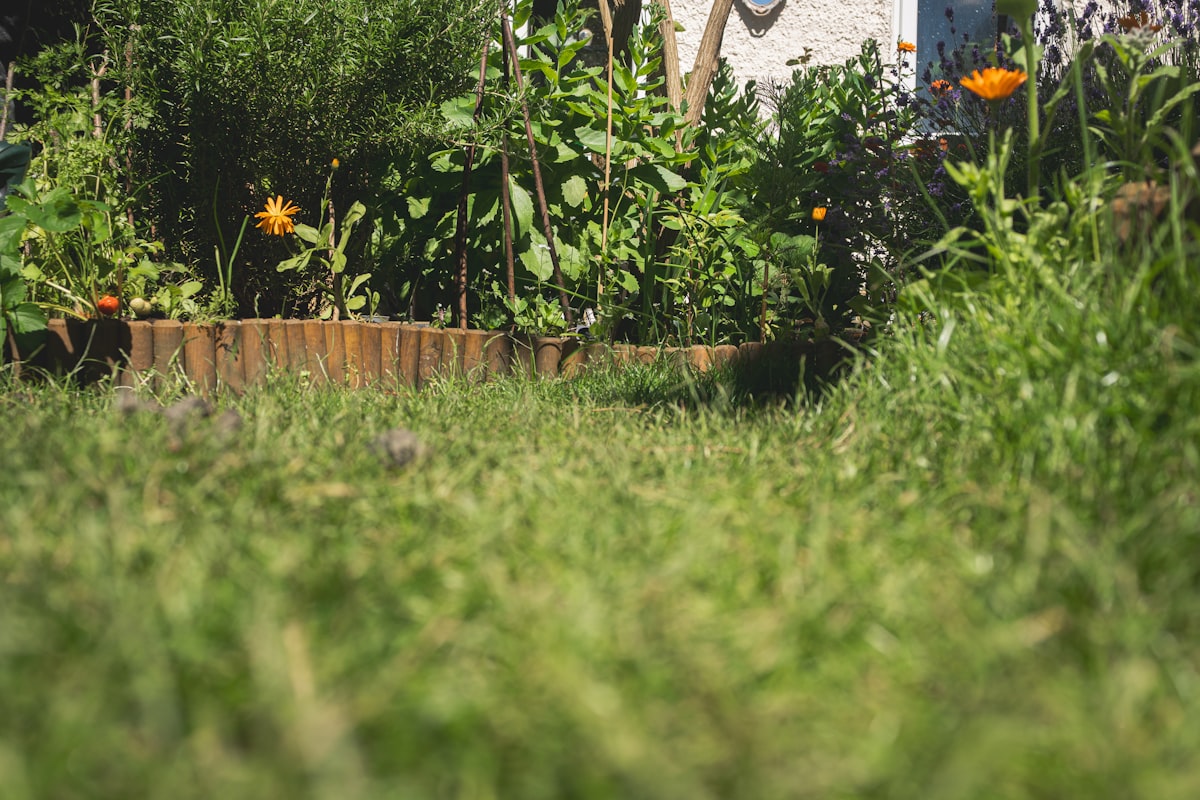 A low angle view of a lush green garden path. related to Ultimate Guide to Raised Garden Bed Plans