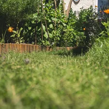 A low angle view of a lush green garden path. related to Ultimate Guide to Raised Garden Bed Plans