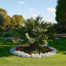A palm tree in a garden with flowers related to Transform Your Garden with Stunning Rock Flower Beds