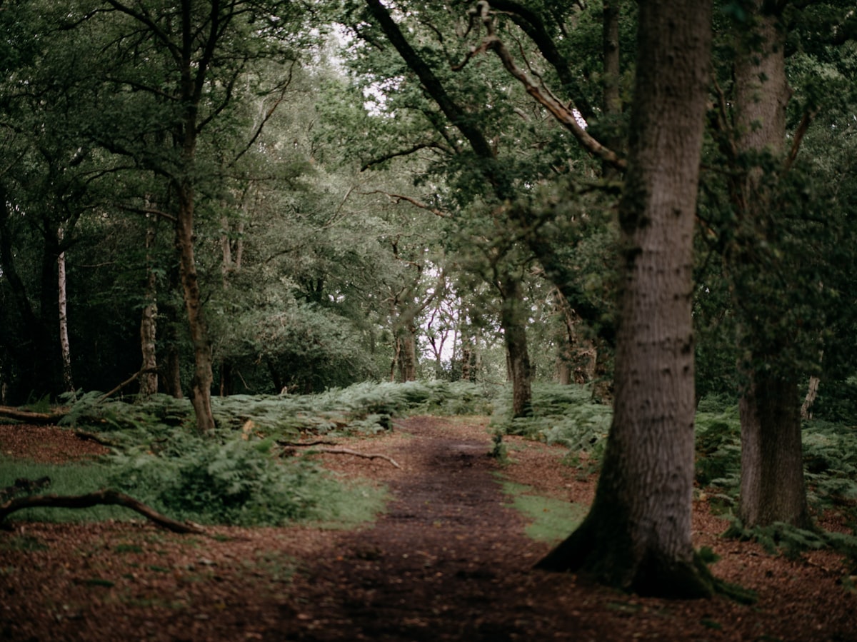 a path through a forest with lots of trees related to Whimsical Woodland Dreams: A Guide to Woodland Themed Nursery Bedding