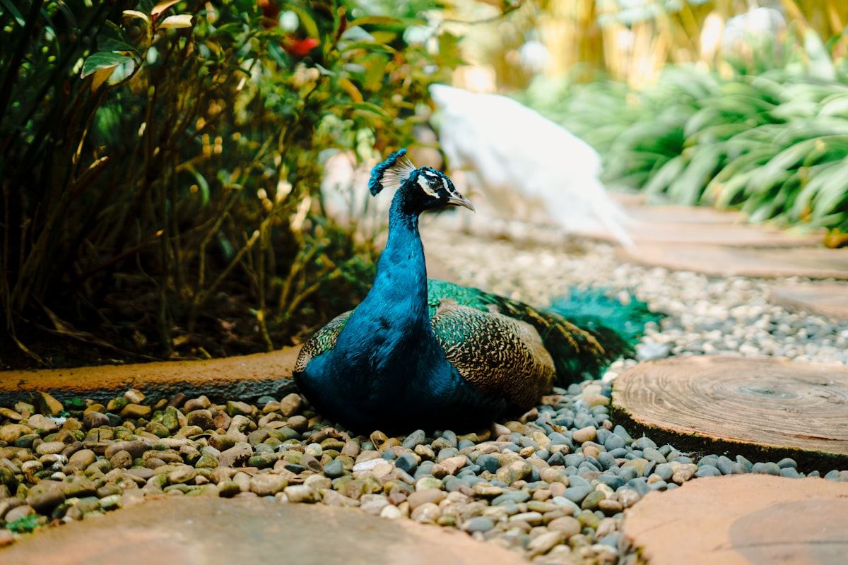 a peacock sitting on top of a pile of rocks related to A Guide to Peacock Alley Coverlets