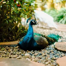 a peacock sitting on top of a pile of rocks related to A Guide to Peacock Alley Coverlets