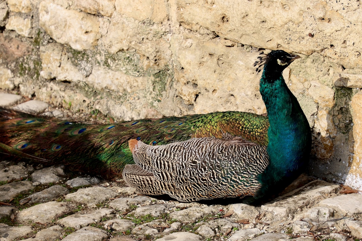 a peacock standing next to a stone wall related to A Guide to Peacock Alley Coverlets