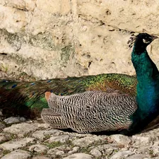a peacock standing next to a stone wall related to A Guide to Peacock Alley Coverlets