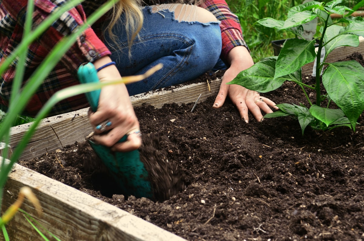 A person is digging soil in a raised garden bed. related to Building Your Dream Garden with DIY Raised Beds