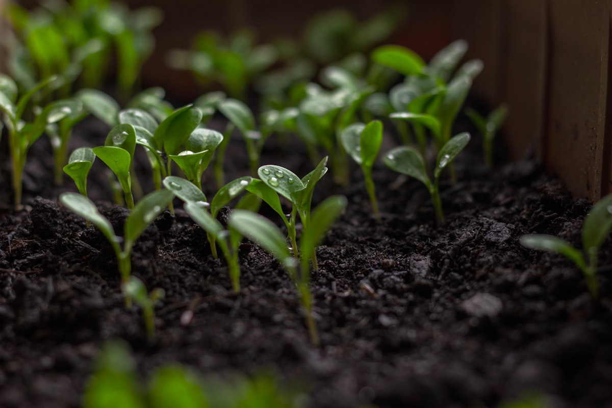 a plant growing in a pot related to Choosing the Optimal Soil for Raised Bed Gardening