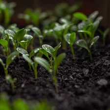 a plant growing in a pot related to Choosing the Optimal Soil for Raised Bed Gardening