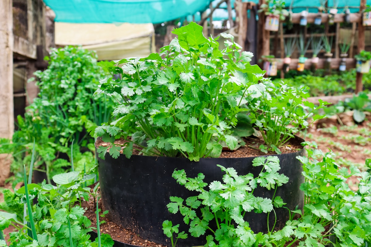 a planter filled with plants related to The Advantages of Fabric Raised Garden Beds for a Thriving Harvest