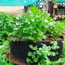 a planter filled with plants related to The Advantages of Fabric Raised Garden Beds for a Thriving Harvest