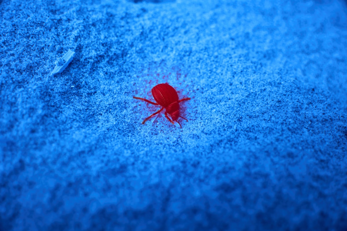 a red bug crawling on a blue surface related to Are Bed Bugs Red? Understanding Their Color and Appearance