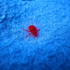 a red bug crawling on a blue surface related to Are Bed Bugs Red? Understanding Their Color and Appearance